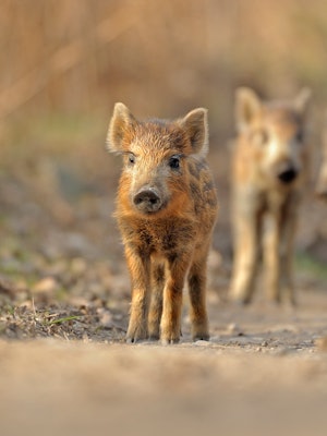 Baby boar SBP ARO