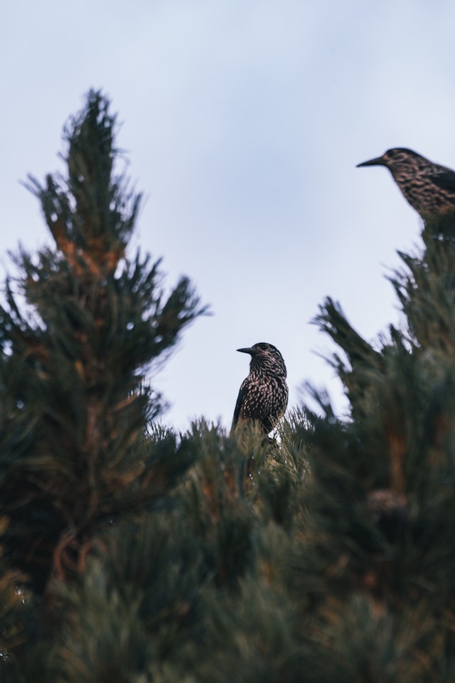 A bird in a tree