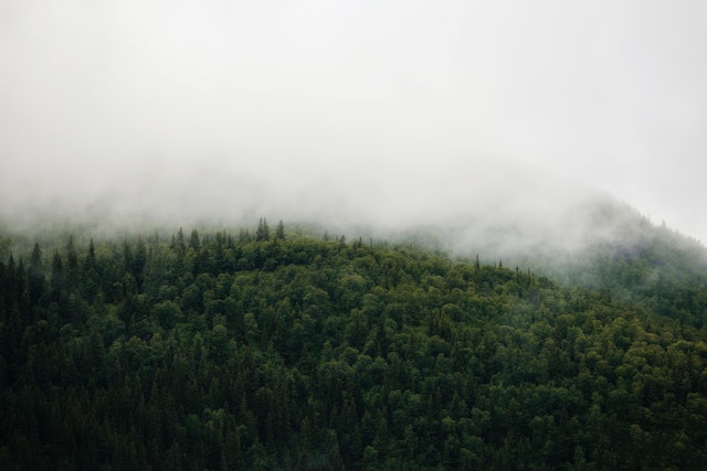 A misty forest