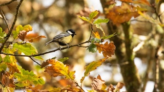 A great tit in an autumnal oak tree