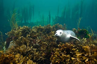 A seal in a sea kelp forest
