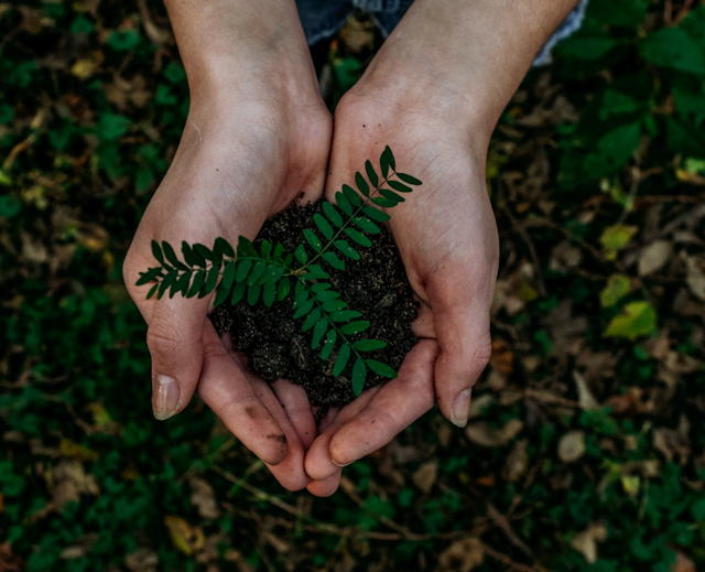 A plant growing in a pair of hands