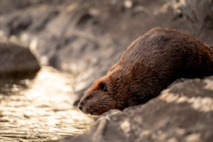 a beaver slipping into a river from the bank