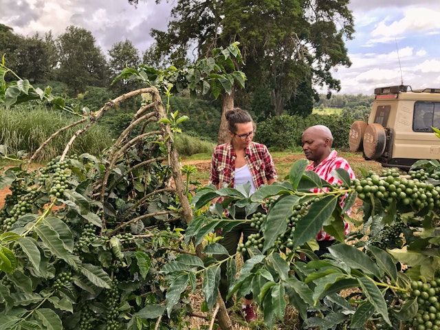 A woman and a man inspect a coffee plant