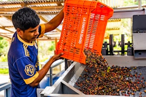 A man empties a harvest of coffee from an orange pallette box into a machine