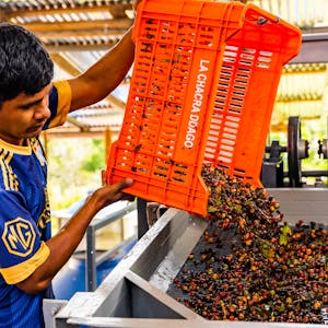 A man empties a harvest of coffee from an orange pallette box into a machine