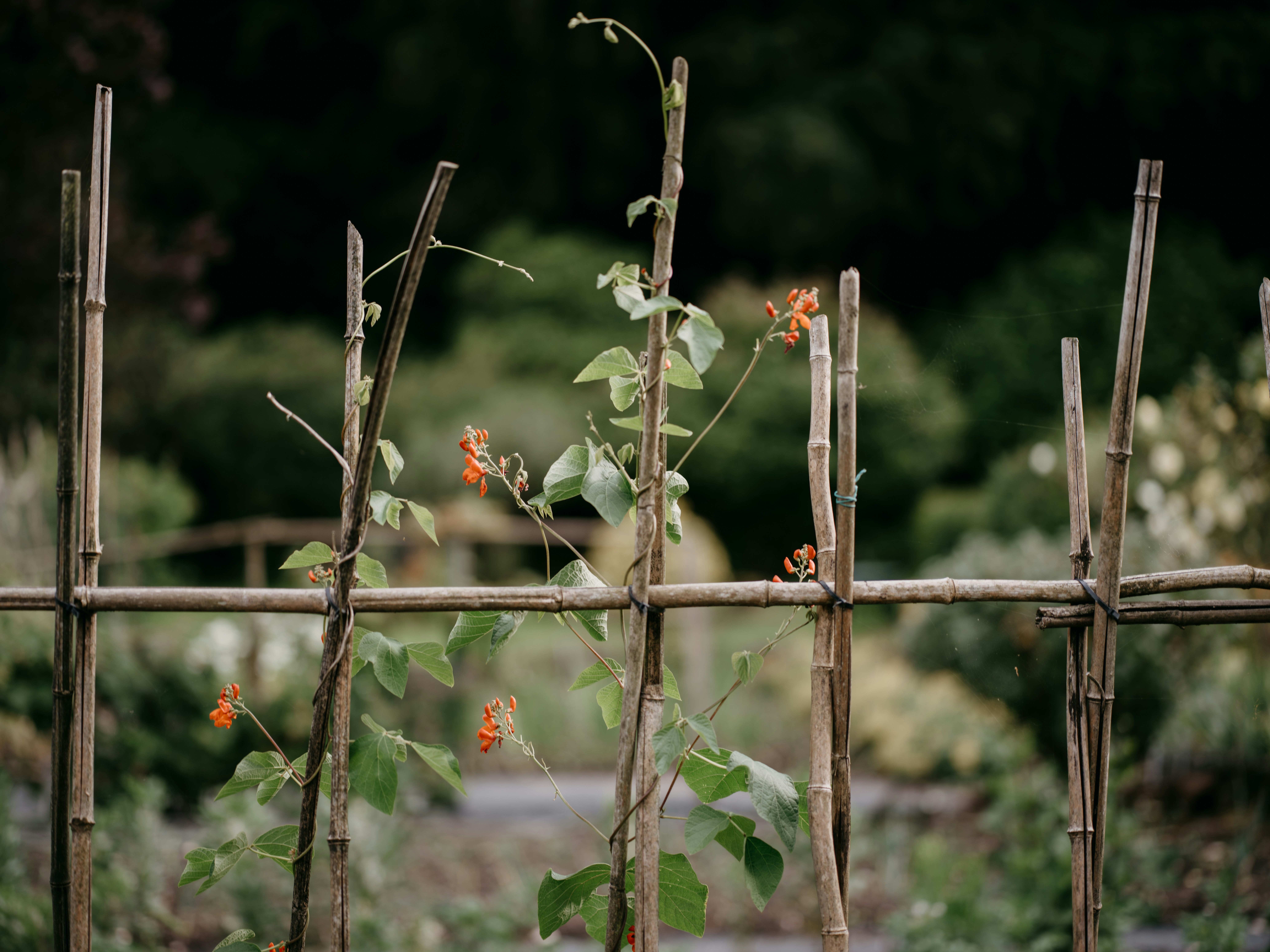 Climbing sweet peas