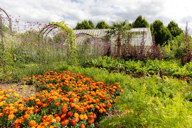 A photograph of a kitchen garden