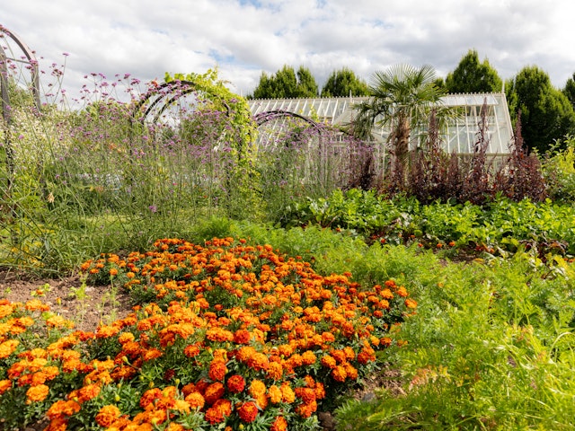 A photograph of a kitchen garden
