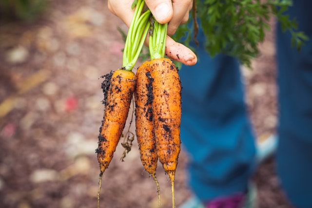 Carrots held in someone's hand. They are fresh out of the ground, so have soil on them