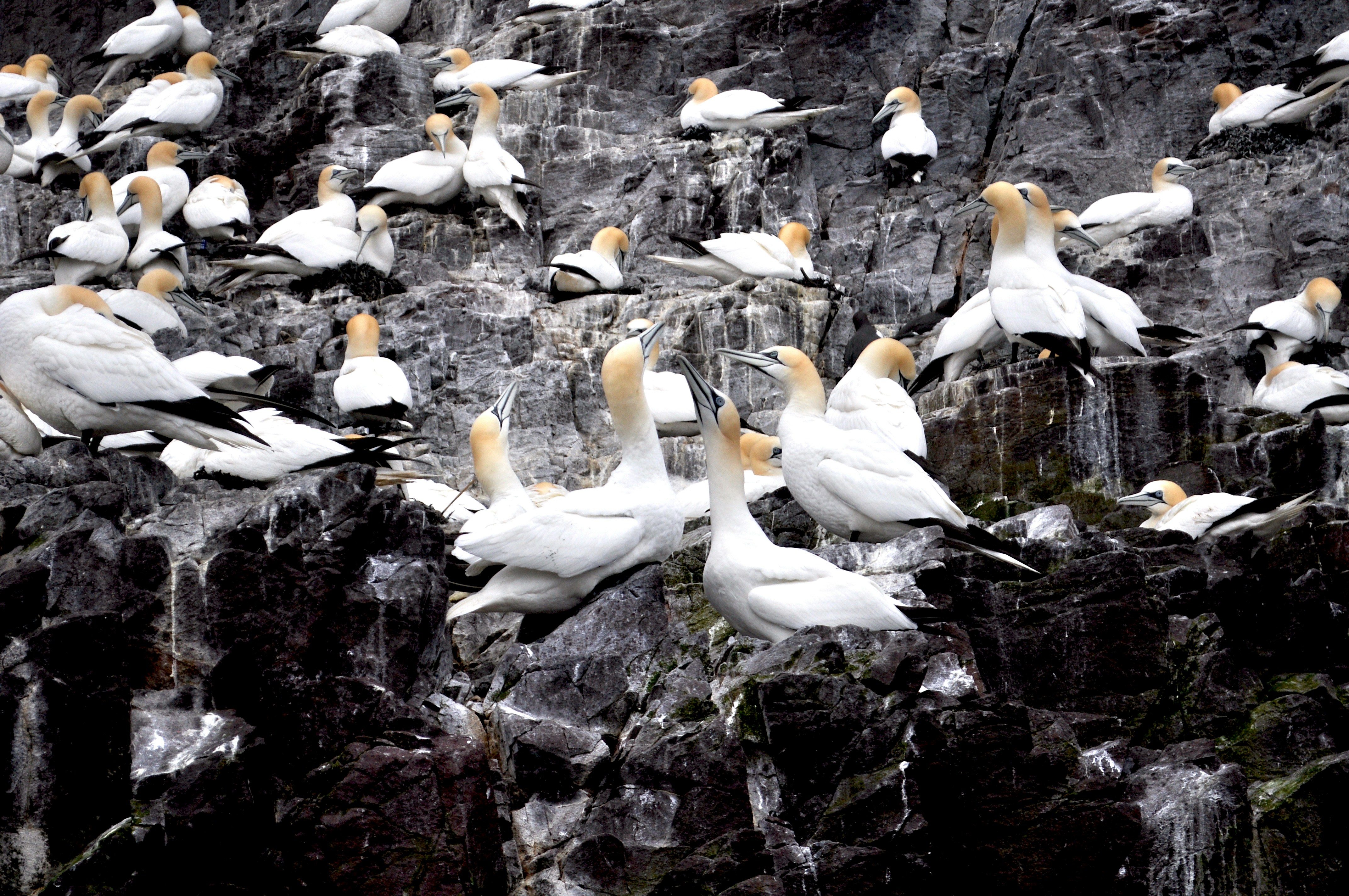 A colony of gannets