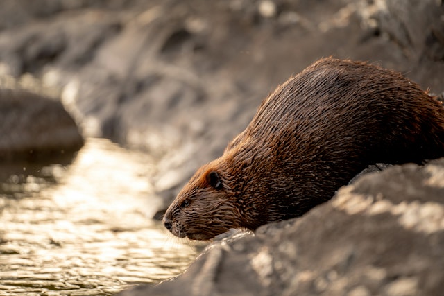 A beaver on a river bank