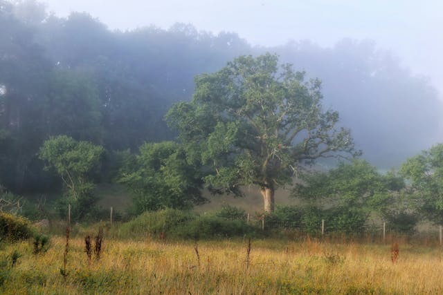 A rewilding meadow in late Summer. Grasses and wild flowers seeding. Oak tree and a rough Hazel hedge field boundary