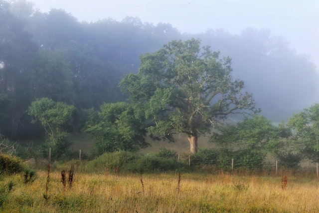 A rewilding meadow in late Summer. Grasses and wild flowers seeding. Oak tree and a rough Hazel hedge field boundary