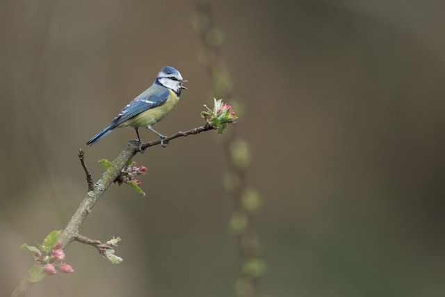 A Blue Tit on a branch