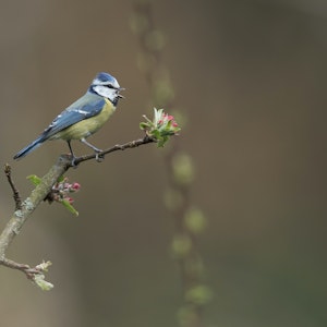 A Blue Tit on a branch