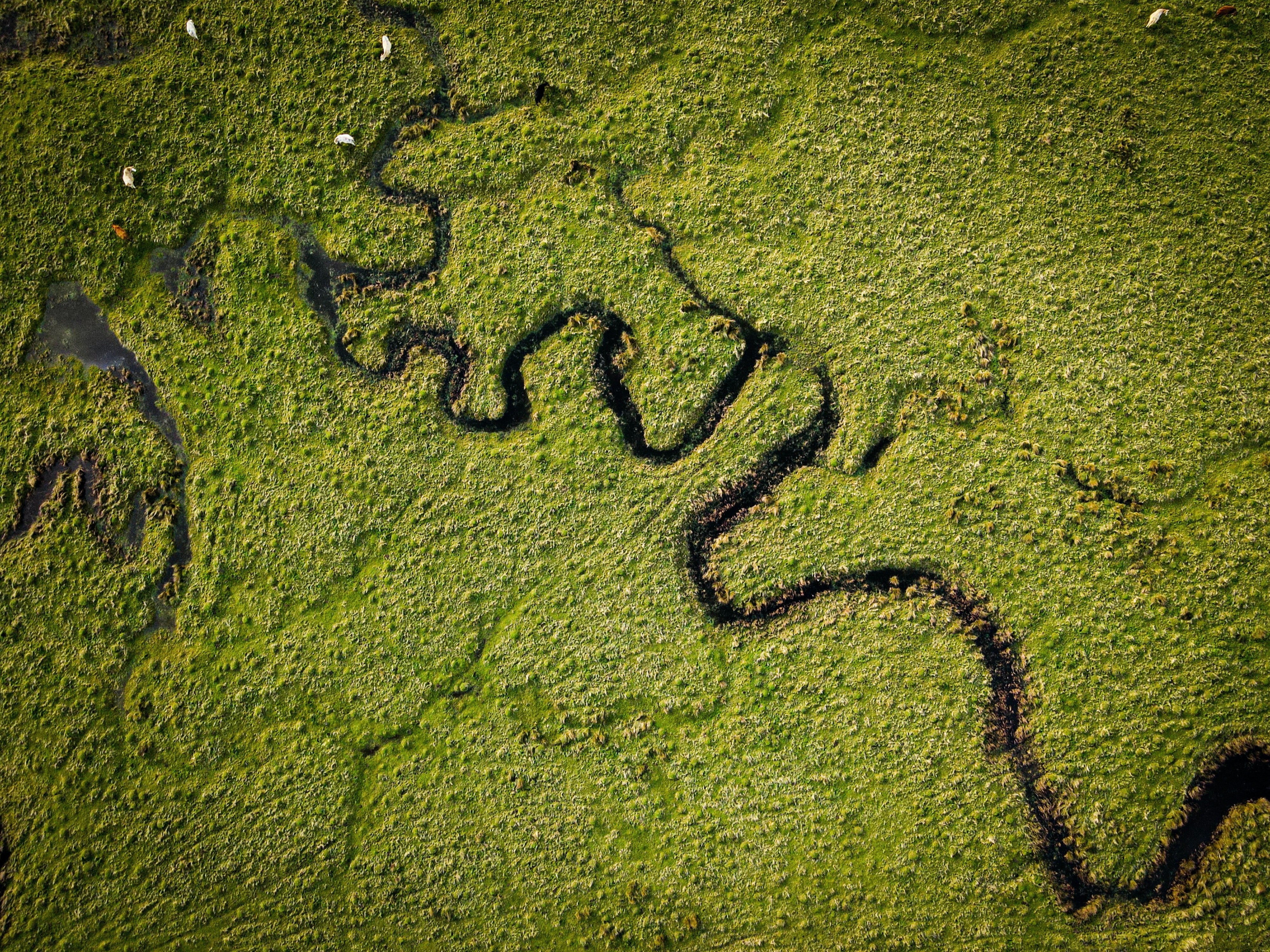 A meandering river photographed from above