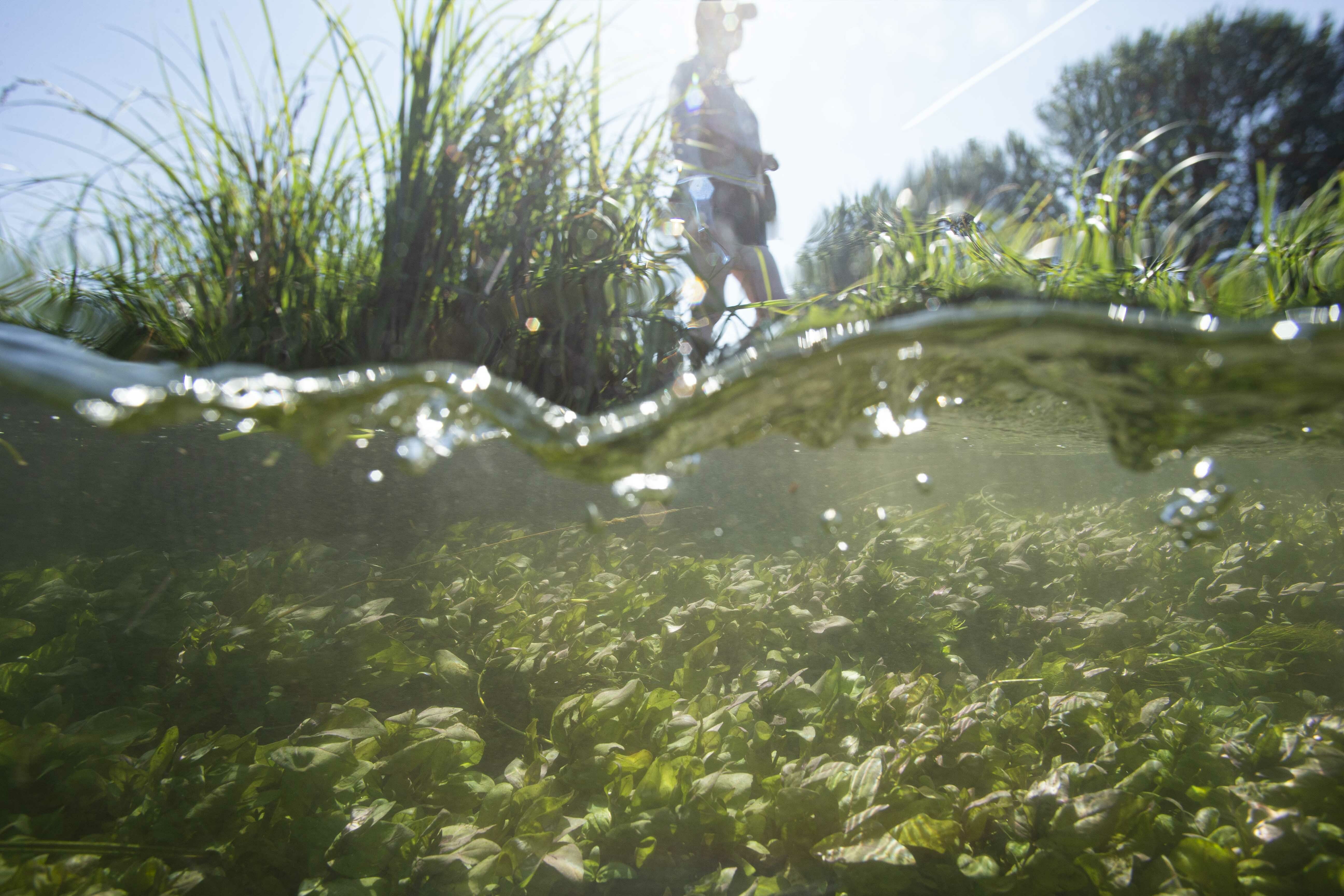 The camera bisects the surface of the water, with river plants shown below and a person walking along the bank above